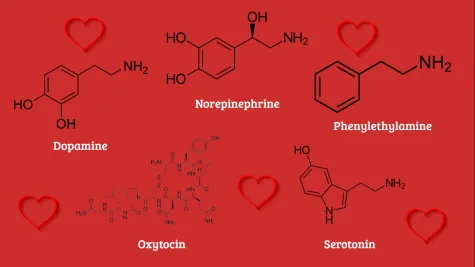 Chemical structure diagrams of dopamine, norepinephrine, phenylethylamine, oxytocin, and serotonin drawn on a red background scattered with hearts.